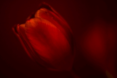 Tulipaner 