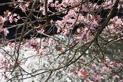 Kvetoucí třešně