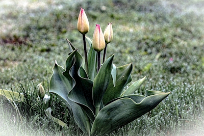 Tulpen in dauw