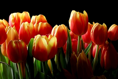 bouquet triumphant tulips #3