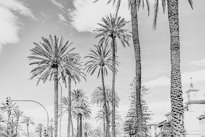 Palm trees in black and white