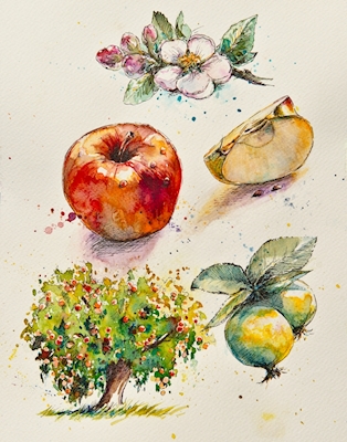 Z notatnika botanika- Jabłko