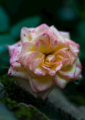 Rose in the moss