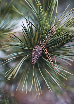 Young pinecone