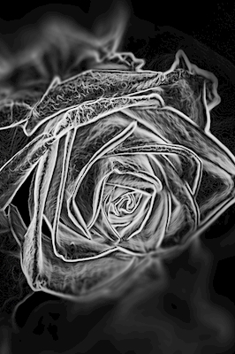 Zářící růže 2