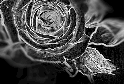 Zářící růže 3
