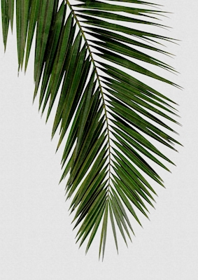 Feuille de palmier I