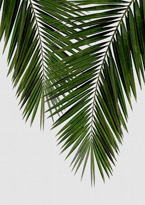 Feuille de palmier II