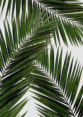 Feuille de palmier III