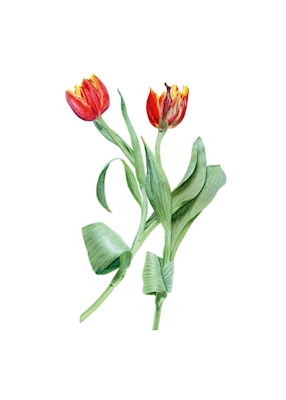 Tulipaner i rødt