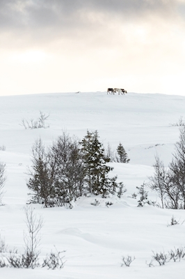 Les rennes sur la montagne