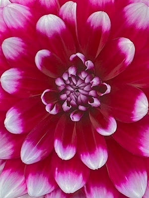 Red and White Dahlia