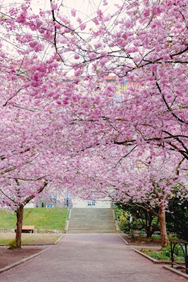 Cerejeira em Flor, Parque de Seminários