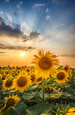 Sunflowers in the evening
