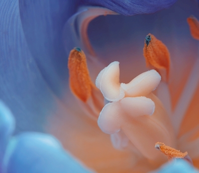 Macro Flower - Piwonia Zdjęcie