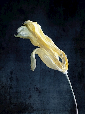Uschlý žlutý tulipán II