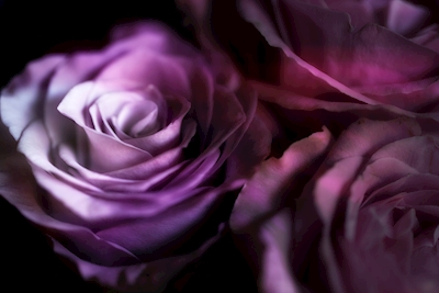 Romantické růže