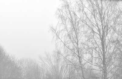 Árboles en la niebla