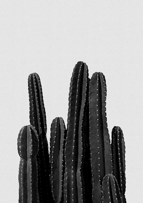 Kaktus svart-hvitt