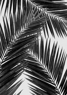 Feuille de palmier noir et blanc III