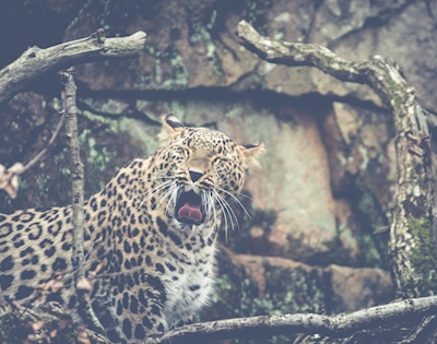 Leopardo persiano