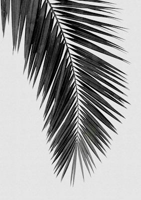 Liść palmowy czarno-biały I