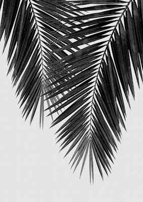 Liść palmowy czarno-biały II