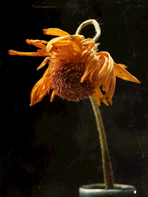 Hermosa flor de margarita marchita