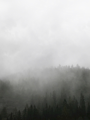Neblina da Costa Alta