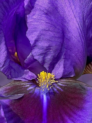Kosatec lila