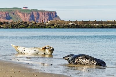 Grey seals on Helgoland