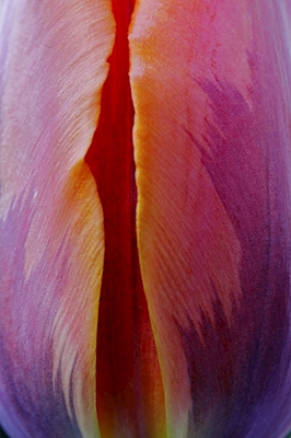 Prinses Irene Tulip #1