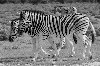 Twee zebra's