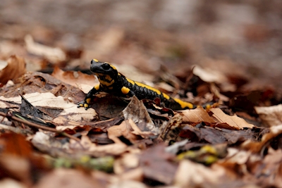 Salamandra de fuego en las montañas del Harz