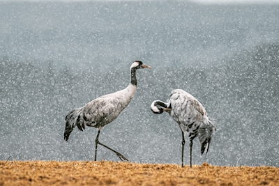 Cranes in snow 