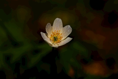 Hvid anemone
