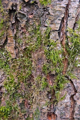 Alder bark with moss