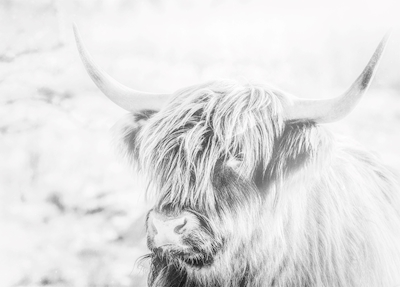 highland cattle highkey