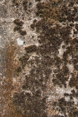 Moss figures on concrete 2 