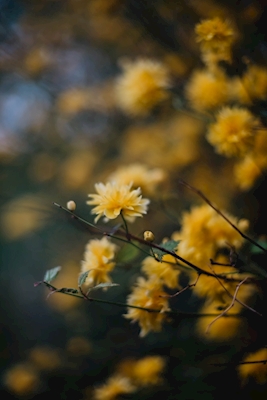 Fleur printanière jaune