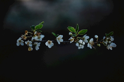 Jabloňový květ