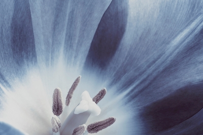 Abstract Blue Flower Petals