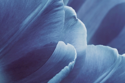 Abstract Blue Flower Petals