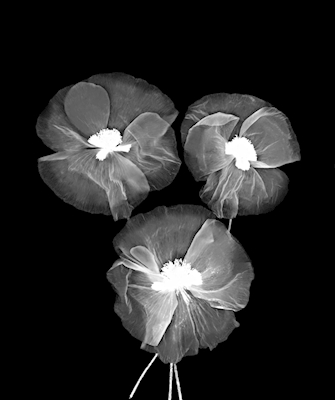 Schwarz Weiß Fine Art Blume