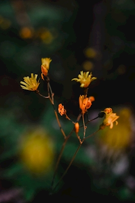 Żółty dziki kwiat latem