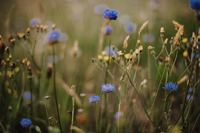 Nordic wildflowers