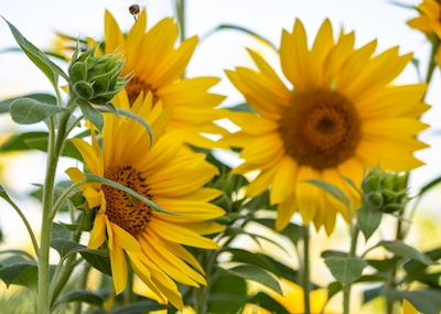 Sunflower magic