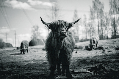 Highland Cattle i svartvitt 