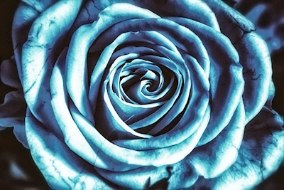 Blå rosen