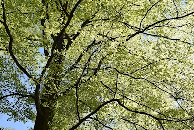 Frühlingsbaum
